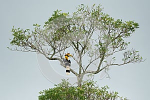 Buceros bicornis hornbill are feeding on tree photo