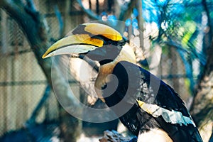 Bucerotidae behind bars at the zoo in phuket, thailand