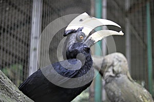 Bucerotiformes birds in the zoo