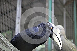 Bucerotiformes birds in the zoo