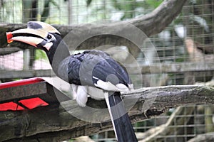 Bucerotiformes birds in the zoo