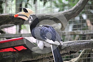 Bucerotiformes birds in the zoo