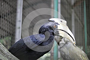 Bucerotiformes birds in the zoo
