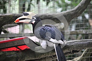 Bucerotiformes birds in the zoo photo