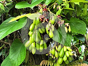 A buch of averrhoa bilimbi Among the leaves of the Tinospora cordifolia plant which grows vines on the tree