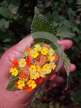 Buch of flowers hold by hand