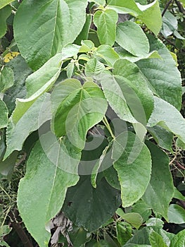 buch of green leaves