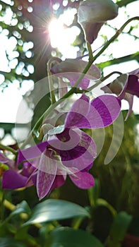 Bucharest botanical garden green house - tropical orchids