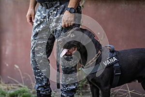 Officer from the Romanian customs train a service dog to detect drugs and ammunition near a car during a drill exercise