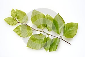 Buchenblatt Buchenblaetter Blatt  Buche