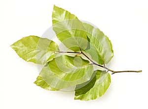 Buchenblatt Buchenblaetter Blatt  Buche