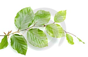 Buchenblatt Buchenblaetter Blatt  Buche