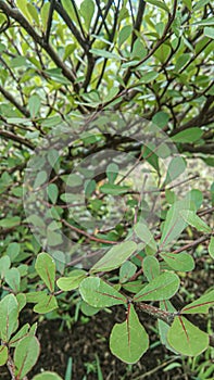 Bucida buceras is a tree in the Combretaceae family