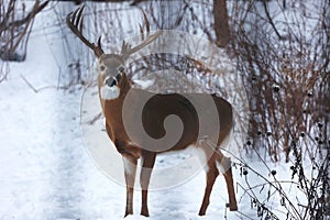 Buck with antlers 3 - White-tailed deer in wintry setting - Odocoileus virginianus