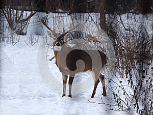 Buck with antlers 5 - White-tailed deer in wintry setting - Odocoileus virginianus