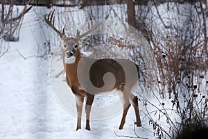 Buck with antlers licking nose - White-tailed deer in wintry setting - Odocoileus virginianus