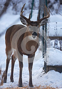 Buck with antlers and open mouth 2 - White-tailed deer in wintry setting - Odocoileus virginianus