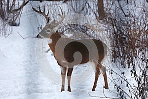 Buck with antlers in profile - White-tailed deer in wintry setting - Odocoileus virginianus