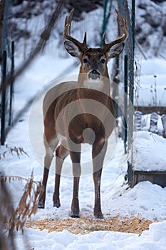 Buck with antlers staring straight at camera - White-tailed deer in wintry setting - Odocoileus virginianus