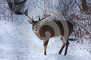 Buck with antlers - White-tailed deer in wintry setting - Odocoileus virginianus