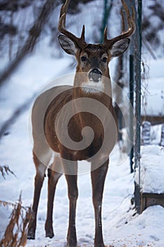 Buck with antlers - White-tailed deer in wintry setting - Odocoileus virginianus