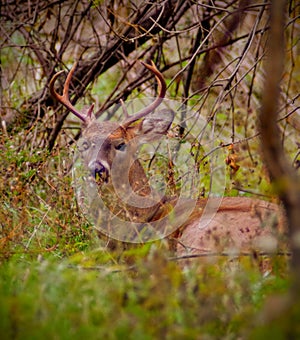 Buck bedded down