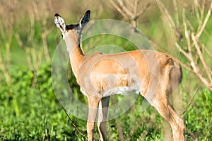 Buck Calf Wildlife