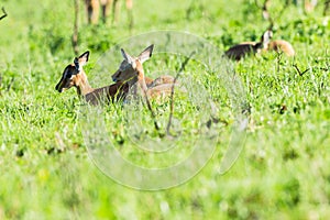 Buck Calfs Wildlife