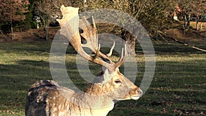 Buck is chewing grass.Parks and reserves of the city.