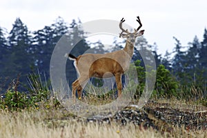 Buck Deer With Antlers