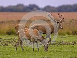 Buck deer guarding doe animals