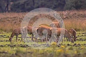Buck deer guarding herd of hinds