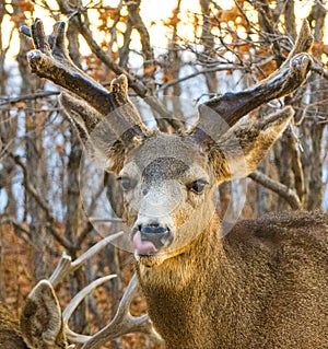 Buck Deer with Odd Antlers Licks His Chops after a Meal