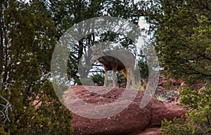 Buck deer on rock at Garden of the Gods