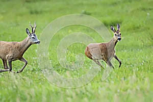 Buck deer with roe-deer on the run