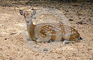 Buck deer with roe-deer in the wild