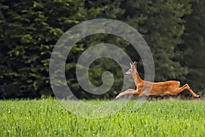 Buck deer on the run