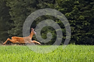 Buck deer on the run in a clearing