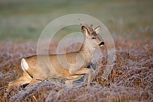 Buck deer on the run