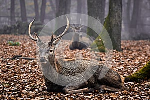 Buck deer stag