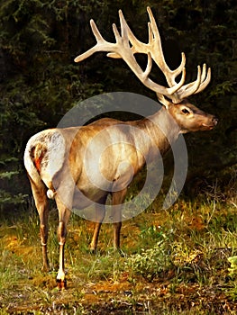 Bull Elk in Velvet