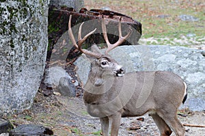 Buck Deer with Trophy Antlers