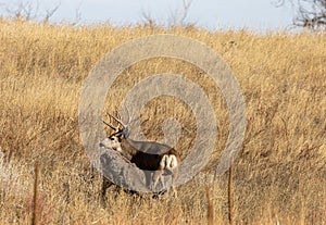 Buck and Doe Mule Deer in the Fall Rut