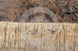 Buck and Doe Mule Deer in the Rut