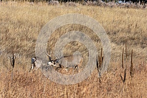 Buck and Doe Mule Deer Rutting