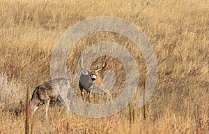 Buck and Doe Mule Deer Rutting in the Fall