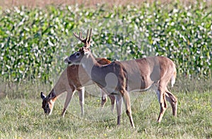 A Buck and Doe Whitetail Deer