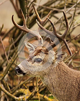 Buck With Drop Tine photo