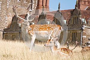 Buck fallow deer and faun