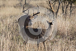 Buck in full rut following a doe in heat